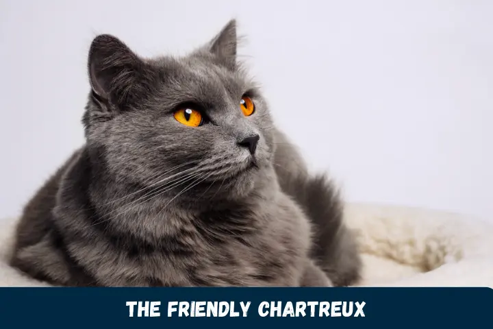 The Friendly Chartreux