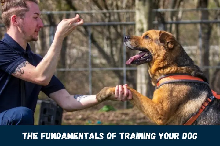 The Fundamentals of Training Your Dog