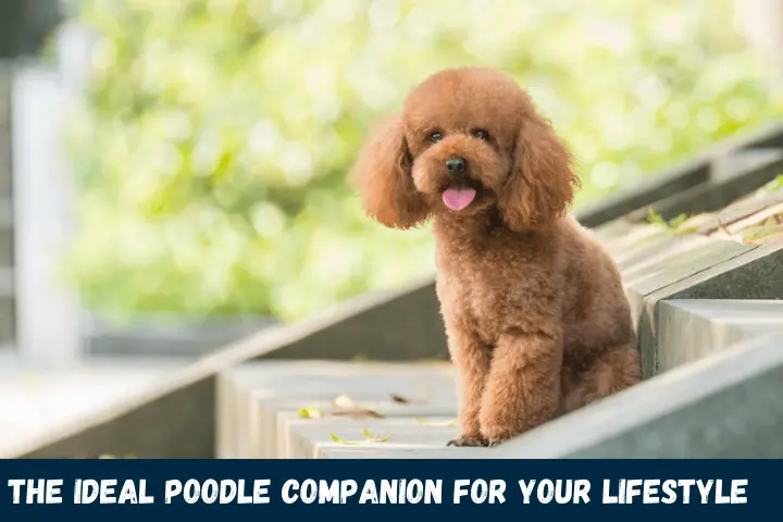 The Ideal Poodle Companion For Your Lifestyle