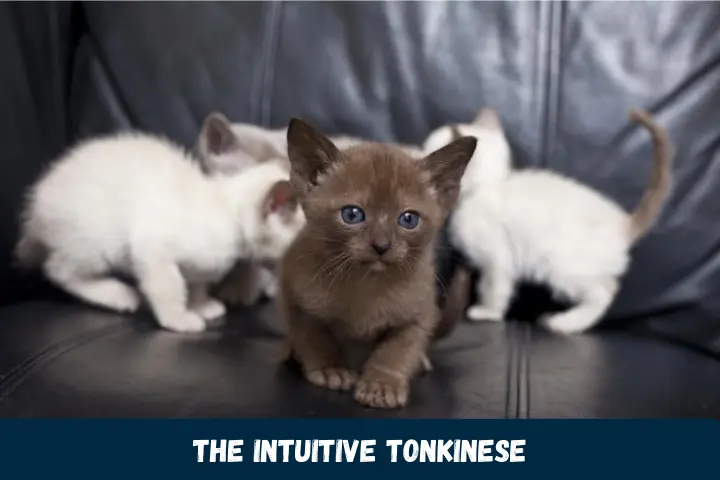 The Intuitive Tonkinese