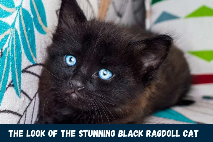 The Look of the Stunning Black Ragdoll Cat