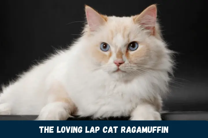 The Loving Lap Cat Ragamuffin
