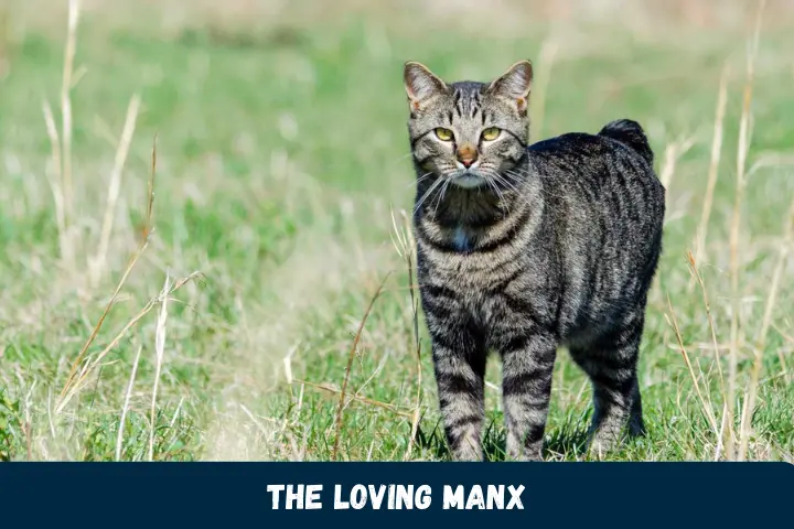 The Loving Manx