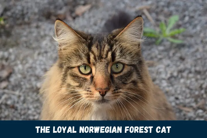 The Loyal Norwegian Forest Cat