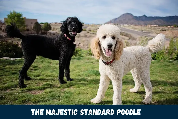 The Majestic Standard Poodle