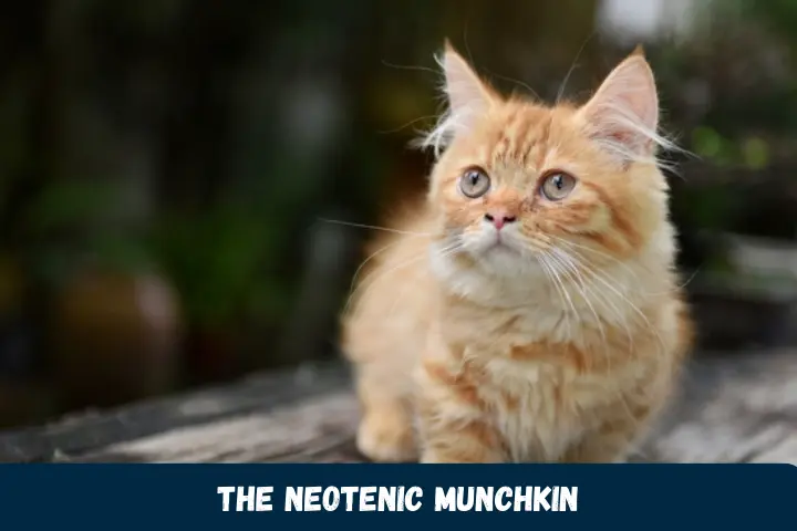 The Neotenic Munchkin
