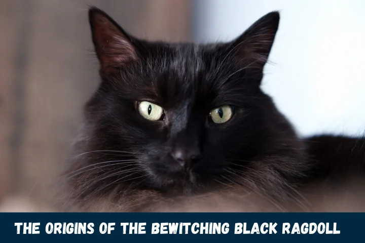 The Origins of the Bewitching Black Ragdoll