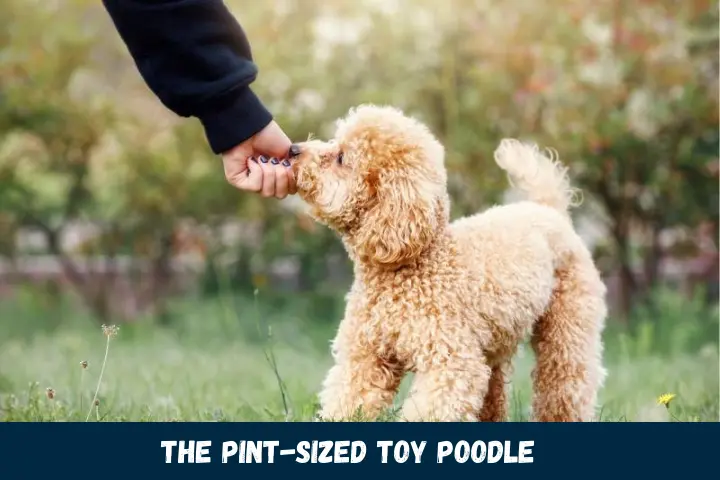 The Pint-Sized Toy Poodle