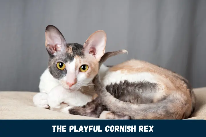 The Playful Cornish Rex