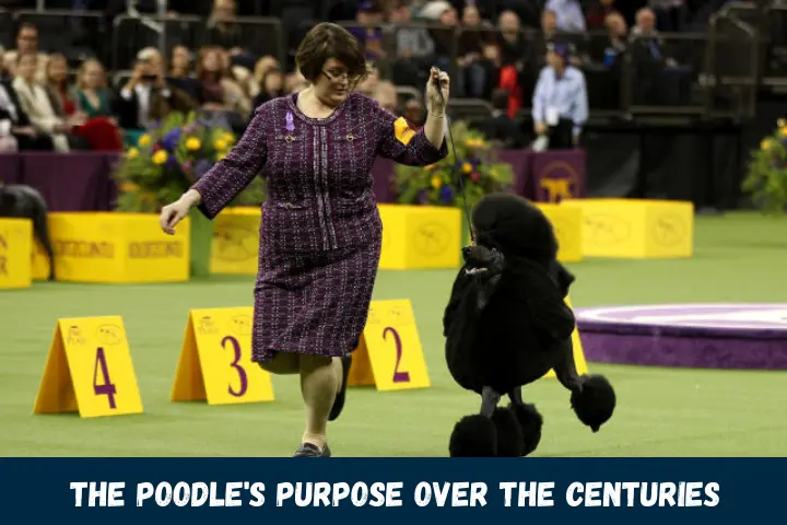 The Poodles Purpose Over the Centuries