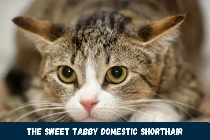 The Sweet Tabby Domestic Shorthair