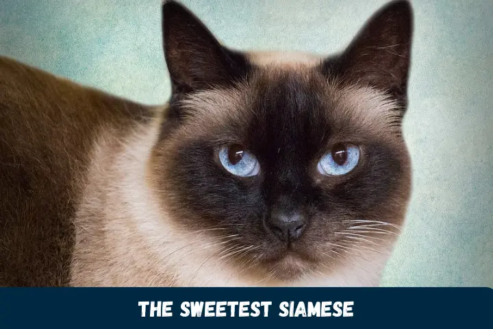 The Sweetest Siamese