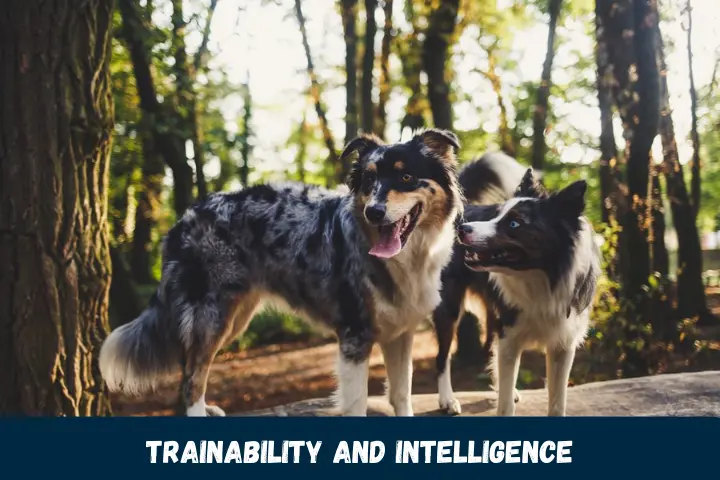 Trainability and Intelligence