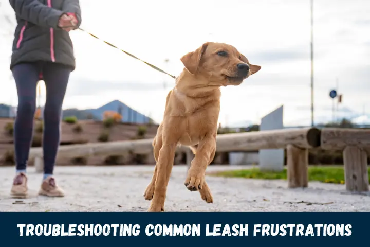 Troubleshooting Common Leash Frustrations