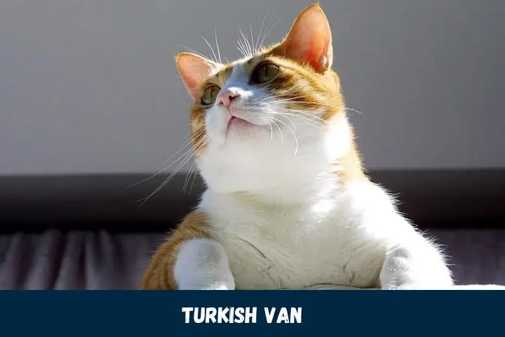 Turkish Van