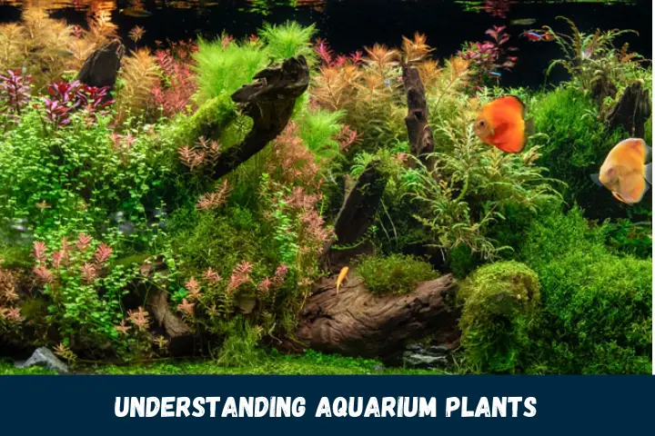 Understanding Aquarium Plants