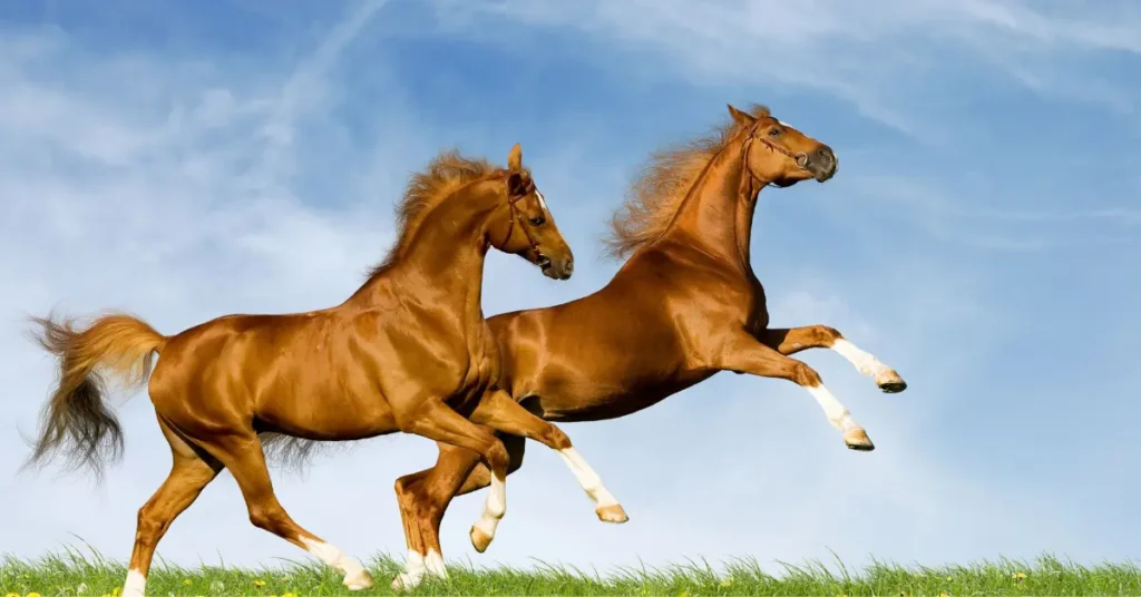Fun facts about horses