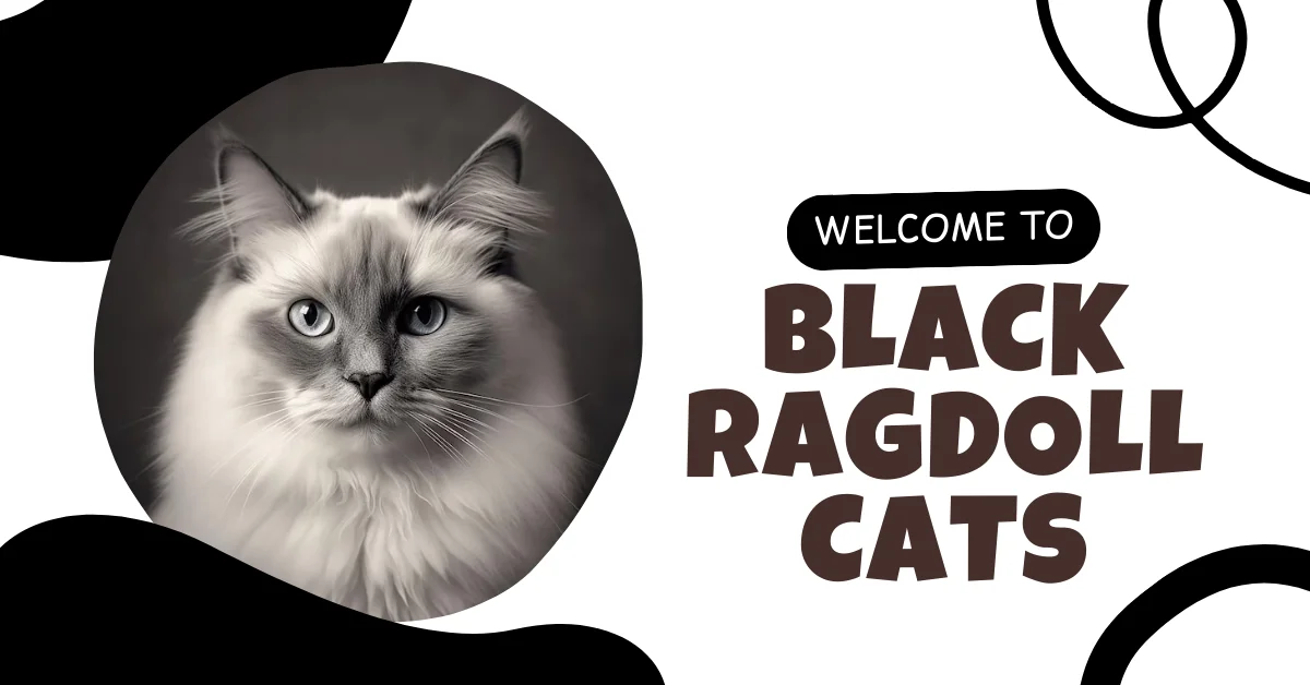 Ragdoll Cat Basics