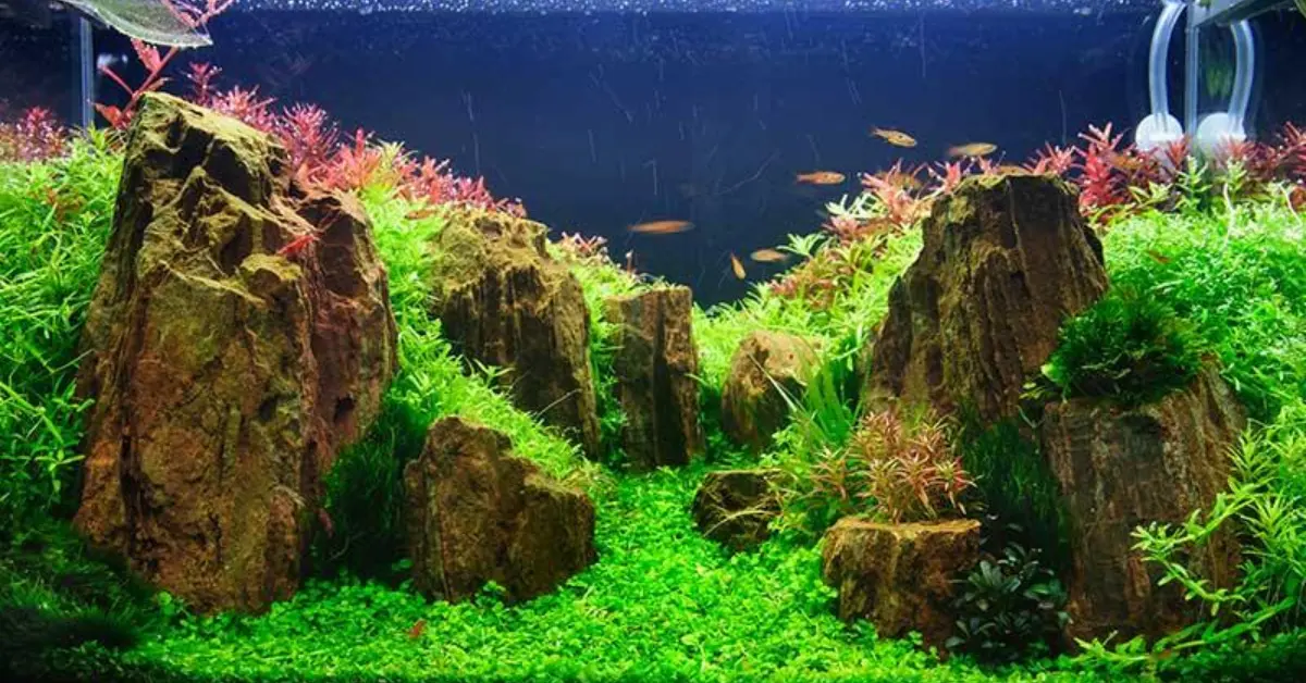Moss Balls For Fish Tank Aquarium Plant Ornament Helps Stabilise