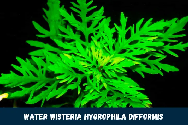 Water Wisteria Hygrophila difformis