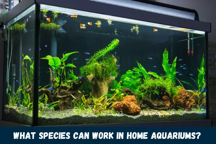 What Species Can Work in Home Aquariums?