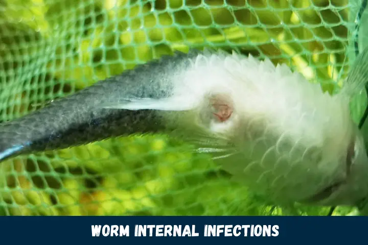 Eradicating Camallanus Worm Internal Infections