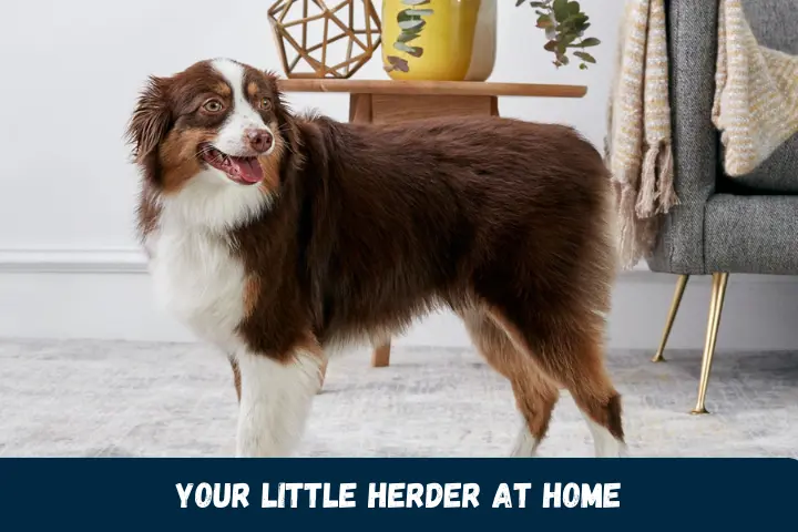 Your Little Herder at Home