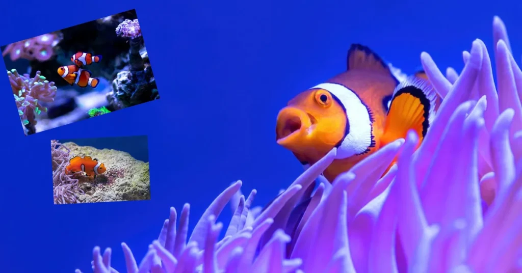 Types of Clownfish
