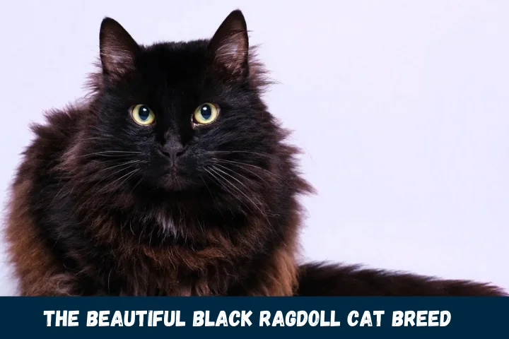 Caring for the Beautiful Black Ragdoll Cat Breed