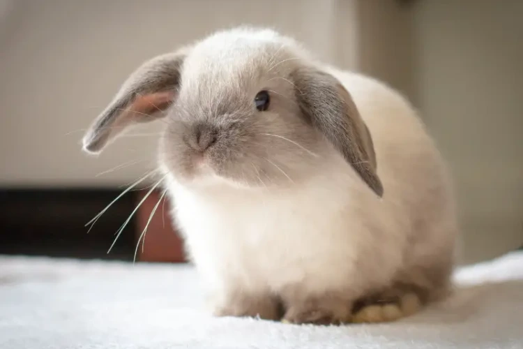 Rabbit Whiskers and Tactile Communication