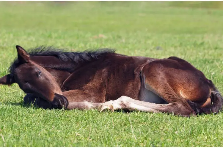 The Role of Slumber in Equine Growth