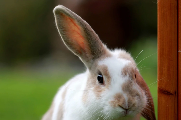 The Biological Basis of Rabbit Hearing