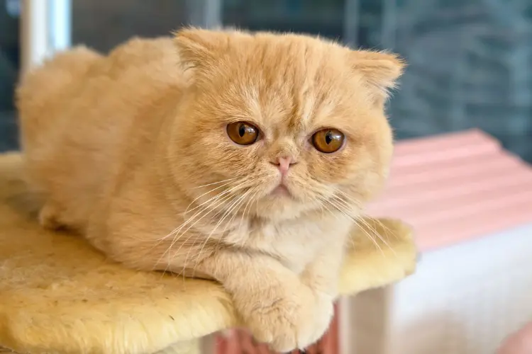 The Exotic Shorthair
