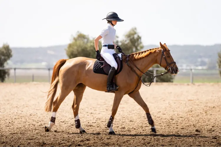 Unraveling the Physiology of Equestrian Slumber