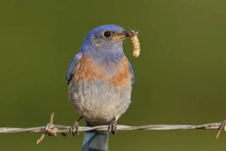 Bluebirds Eat in Spring