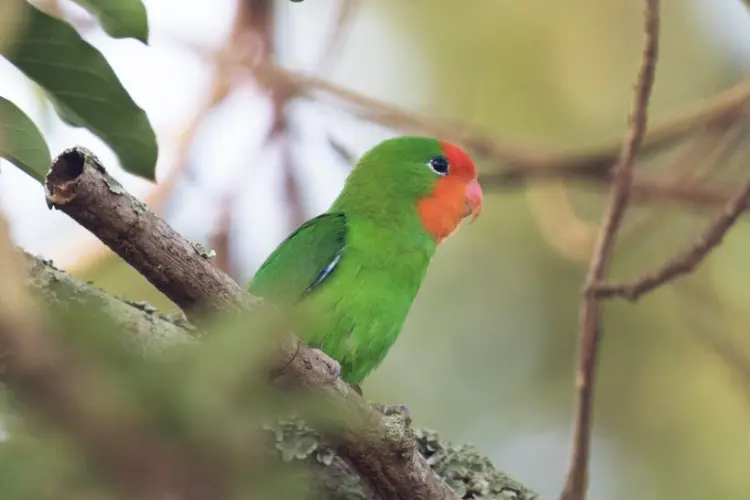 Red-Faced Lovebird