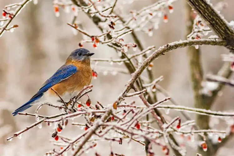 Bluebirds eat in Winter