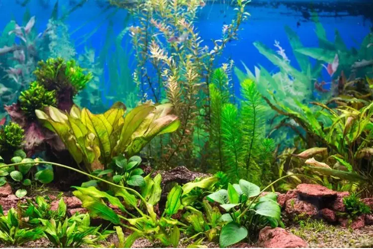 Aquatic Plant Types and Needs
