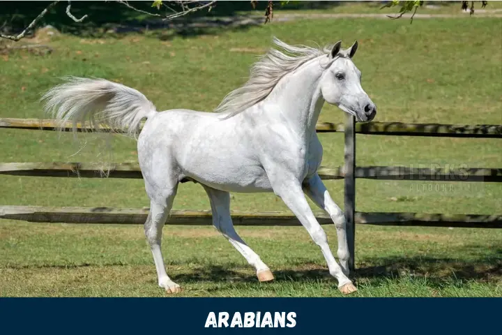 Arabians: Stamina and Speed United