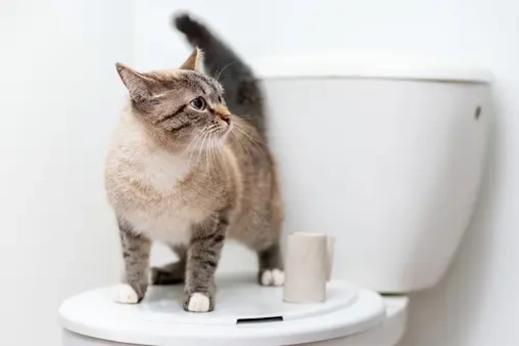Bathroom Frequency for Healthy Cats
