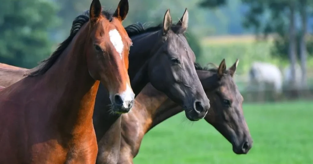 Best horse breeds for beginners