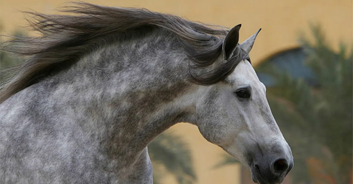 dapple grey horse