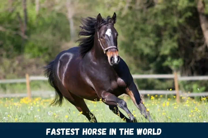 Fastest Horse in the World