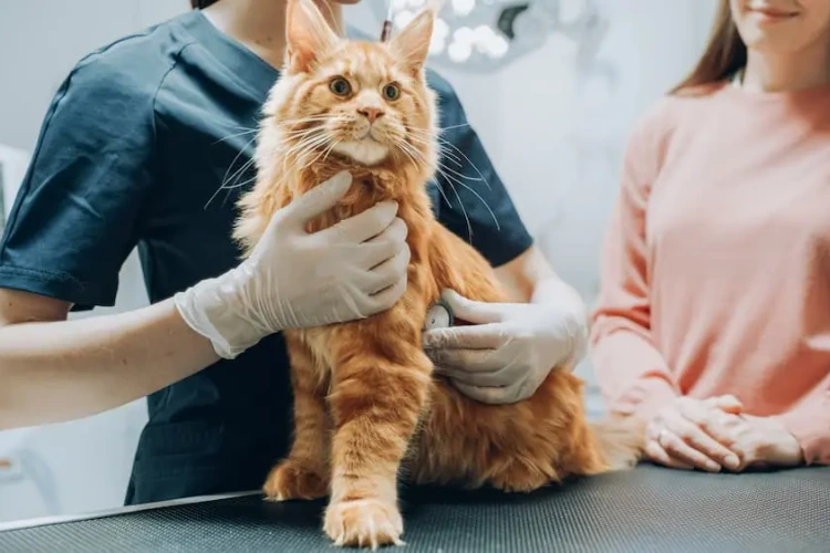 How Age and Medical Conditions Affect Feline Urinary Habits