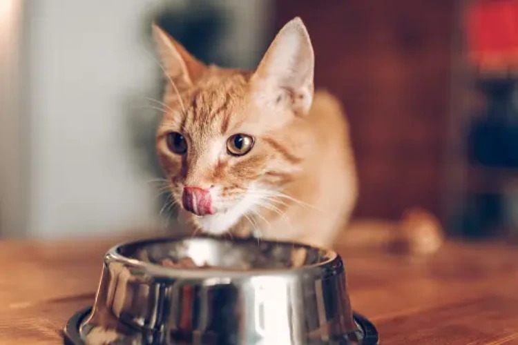 How Diet Influences Feline Urination