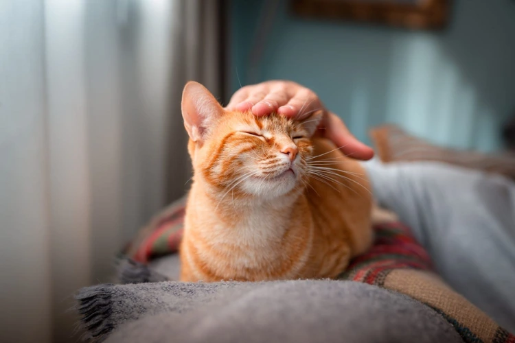 How Environmental Stressors Influence Feline Peeing Habits