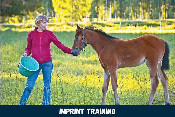 Imprint Training