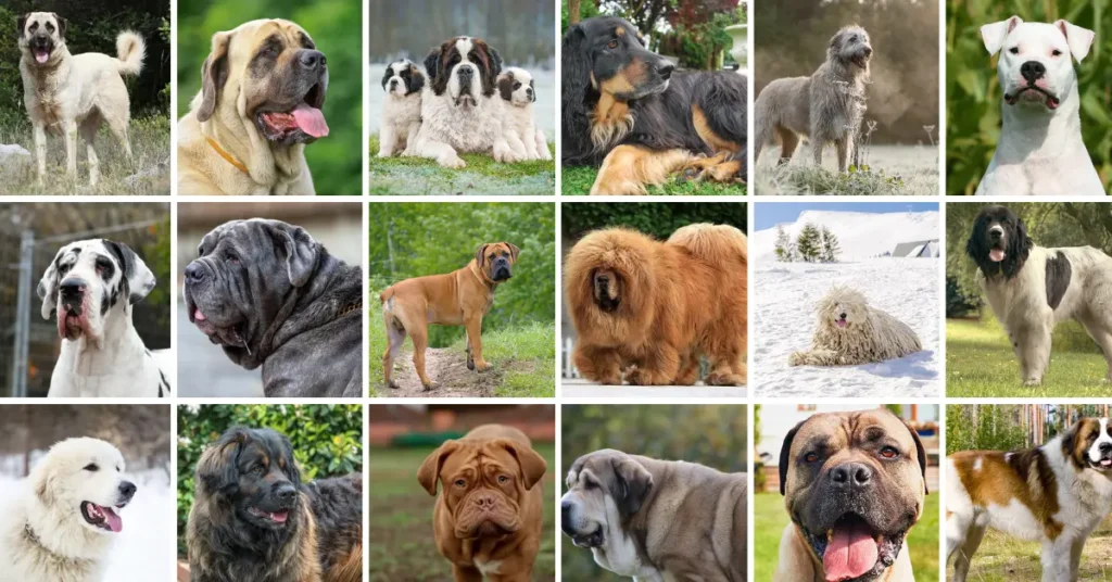 Largest dog breeds