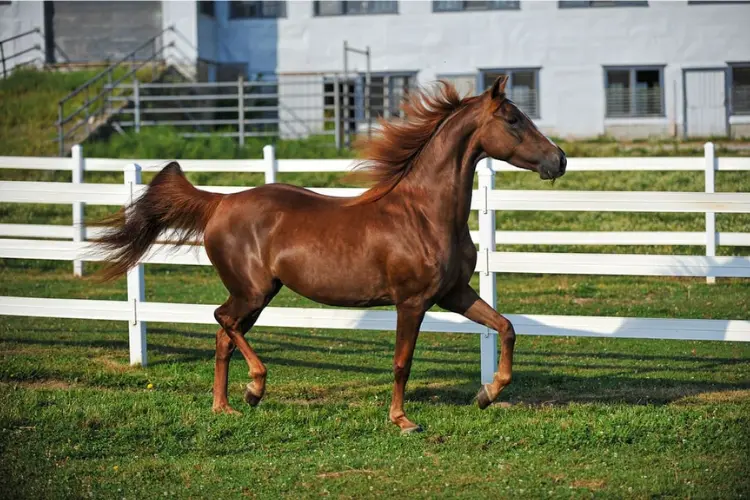 Morgan Horse