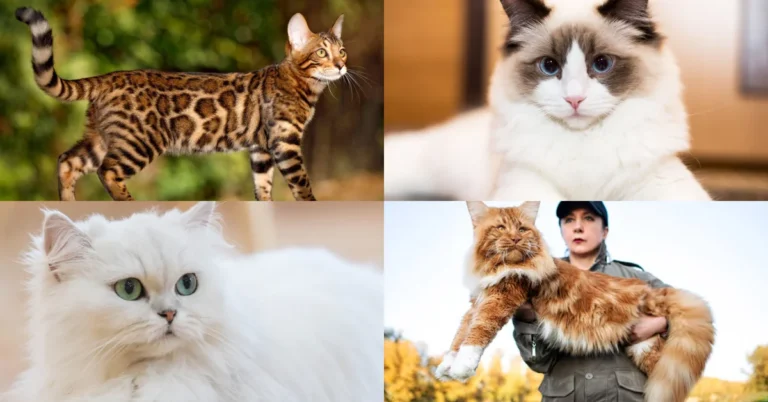 Most Popular Cat Breeds